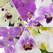 Orchidée papillon, Phalaenopsis / Phalaenopsis